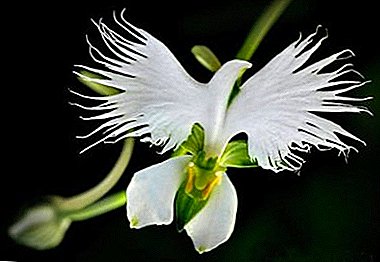 Orkide nadir və qeyri-adi növlər - təsvir və şəkil