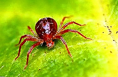 Mga rekomendasyon kon unsaon sa pag-atubang sa mga spider mites sa mga tanum sa sulod ug tanaman