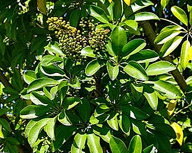 توصیه هایی برای مراقبت از خانه برای گیاه "شفلرا درخت"