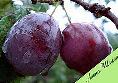 Ang rekord para sa pagiging produktibo - plum varieties "Anna Shpet"