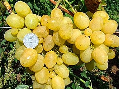 Рекорд за продуктивност - грозје "Pervozvanny"