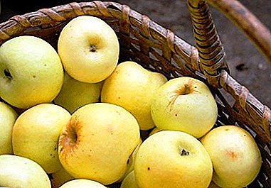 Rekaman kanggo produktivitas - varieties wit apel "Antonovka biasa"
