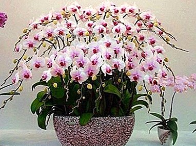 I-Luxurious neyendle: kuphi i-orchid ekhula emvelweni futhi ihlelwa kanjani?