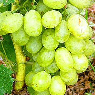 Anggur anggur kalawan kualitas konsumén luhur - "Viva Aika"