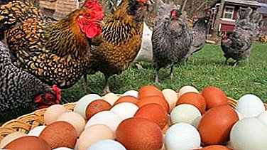 چه بیماری هایی از هر مرغ تخمگذار می تواند هر گونه پرورش دهندگان مرغ صورت بگیرد؟