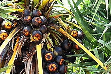 Sugar palm Gomuti - yon envite twopikal nan kay ou!