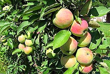 Die mooiste variëteit appelboom - Saailinge van Solntsedara
