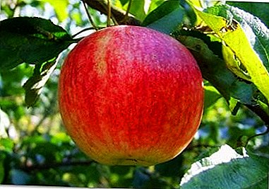 Najplodnije od zimsko-izdržljivih sorti - jabuka Shtriepel