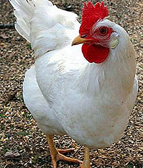 A raza máis produtiva e popular en Rusia son as galiñas Leggorn.