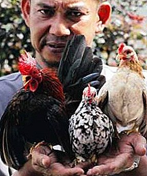 As galiñas máis pequenas do mundo: seram de Malaisia