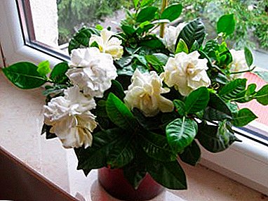 Sëmundjet më të zakonshme të gardenia dhe metodat e trajtimit të tyre