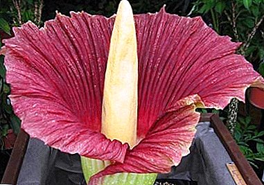 Flora herî mezin ya cîhanê Titanic Amorphophallus