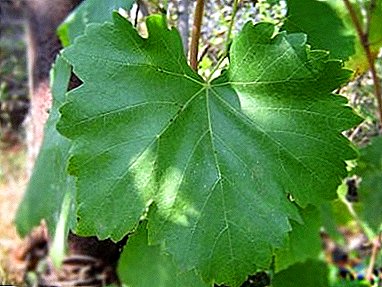 Forsit plurrimi vulgaris mensa varietate - uvae "Cornelius" vel "Flora"