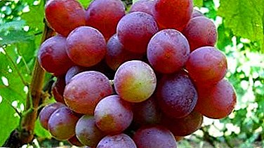 Najpopularnija sorta grožđa među ljubavnicima - "Brilliant"