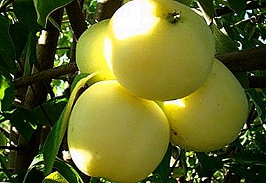Եվրոպայում ամենատարածված խնձորի ծառերի բազմազանությունը `Պապիրկա