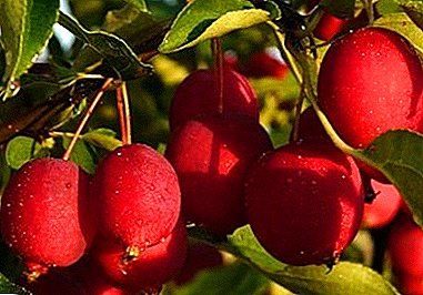 Déi këstlechst Variatioun an der Welt Apfelbaum Long (Chinesesch)