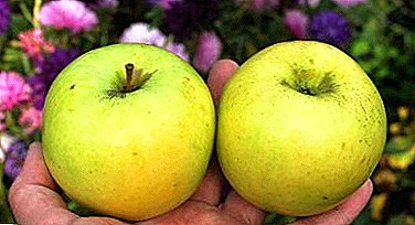 સમોપ્લોની સફરજન વિવિધ - બ્રિન્સ્ક ગોલ્ડન