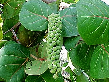 Yağlı dəniz üzüm Kokkoloba Berry: təsvir və şəkil