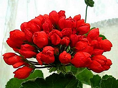 Segredos do bo cultivo de tulipas pelargonium Red Pandora