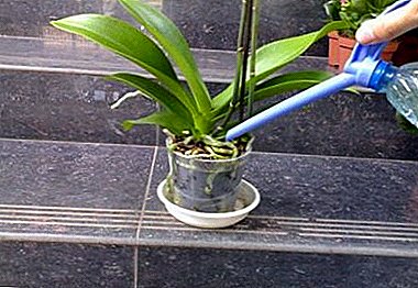 Segredos do coidado: como regar a orquídea, se a flor crece na casa nun pote ou pote?