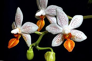 Phalaenopsis मिनी चिन्हको लागि घर हेरचाहको गोप