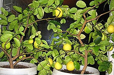 Segredos do coidado do limón caseiro no inverno