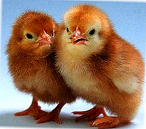 Lub secrets ntawm ib tug muaj txiaj ntsim ua lag luam los yog yuav ua li cas los tsim cov cultivation, tu thiab noj ntawm broiler chickens?