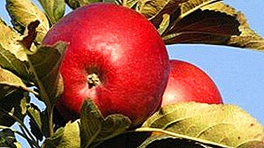 सफरचंद झाडं शक्ती आणि कमजोरपणा Lada