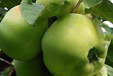 Símbolo do coidado das xeracións máis vellas - mazás de variedade Babushkino