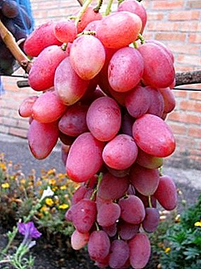 Fabulous zoo nkauj Rosalind grapes