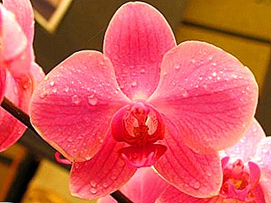 Konbyen fwa nan yon ane ak konbyen tan phalaenopsis Orchid fleri nan kay la? E si pa gen okenn ti boujon ki long?
