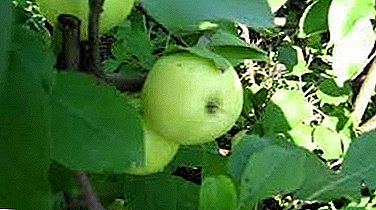 Pemë mollë e fortë dhe e ngrirë "Pavlusha"