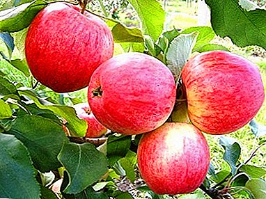 Skoroplodnaya, e phahameng-e tenyetsehang le e ikemetseng - Apple Tree Scarlet Early!