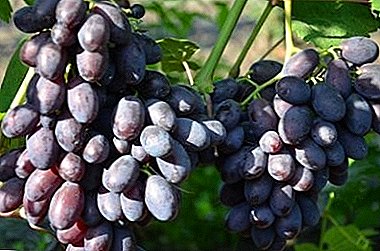 Слатка и сочно грозје "Каталонија"