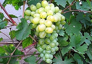 Rrushi i lëngshëm dhe aromatik "Bogatyanovsky": përshkrimi i varietetit, karakteristikave dhe fotografive