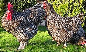 रसदार मांस, स्थिर अंडी उत्पादन आणि नम्र सामग्री - या सर्व मालीन चिकनची पैदास