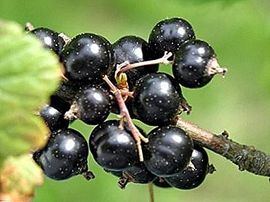 Thesari i shëndetit dhe përfitimit - varietet i rrush pa fara i zi "Belarusian sweet"