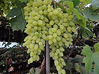 Сончево Бери со неверојатен вкус - "долгоочекувано" грозје