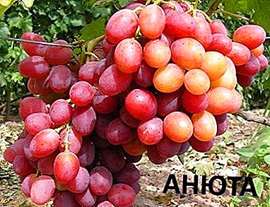 उच्च उत्पन्न सह beginners साठी विविधता - द्राक्षे "ऍनी"