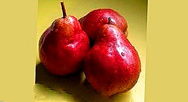 Aina mbalimbali za matunda isiyo ya kawaida - pear "Carmen"