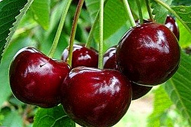 Tofauti na ladha bora - Zhukovskaya cherry