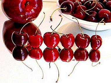 A rupa jeung ngahasilkeun luhur jeung ripening awal - Malinovka céri