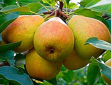 විවිධ අවස්ථා - pear Otradnenskaya