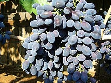 Сорта способна да расте во сите услови - грозје "Codreanka"