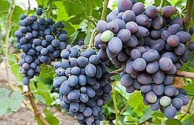 Shumëllojshmëri rrushi me cilësi të jashtëzakonshme - "Gala"