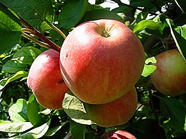 સફરજનનાં વૃક્ષો મેલ્બાના વિવિધ પ્રકારો: તેની શક્તિ અને નબળાઇઓ
