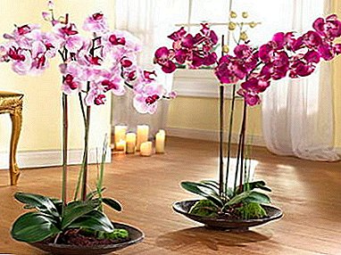Malangizo olima maluwa: awonetsere zipatso za orchid phalaenopsis cuttings kunyumba