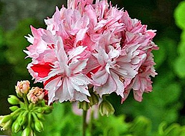 Gardeners Tips: All About Pelargonium Rastuće Richard Hudson