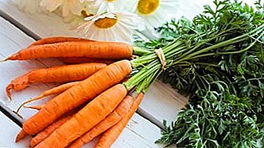 نکاتی درباره ذخیره سازی هویج در بالکن در زمستان: ایجاد شرایط لازم