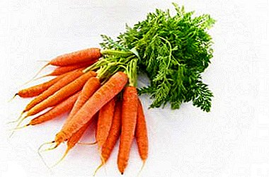 អ្នកសួនច្បារនិយមនិងស្ត្រីមេផ្ទះប្រាប់ពីរបៀបដើម្បីរក្សា carrots រហូតដល់និទាឃរដូវស្រស់